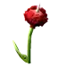 Rosa roja con cuernos