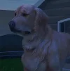 Mascotas GTA Online
