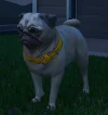 Mascotas GTA Online