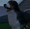 Mascotas GTA Online