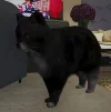 Mascotas GTA Online