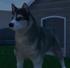 Mascotas GTA Online