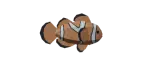 Pez Payaso Pez Del Abismo