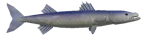 Barracuda