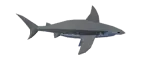 tiburón martillo