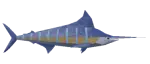 Pez vela